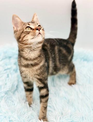Enlarge Driftwood, a Adoptable mixed breed in Covington, LA image 5/6
