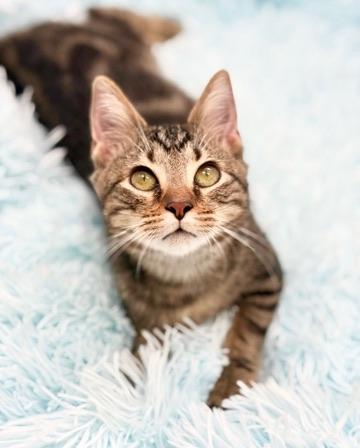 Enlarge Driftwood, a Adoptable mixed breed in Covington, LA image 3/6