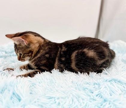 Enlarge Driftwood, a Adoptable mixed breed in Covington, LA image 2/6