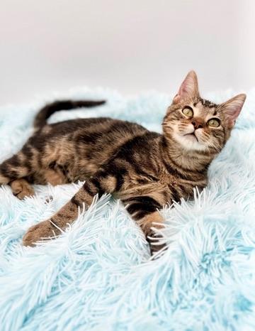 Driftwood, Adoptable, Kitten Male Bengal.
