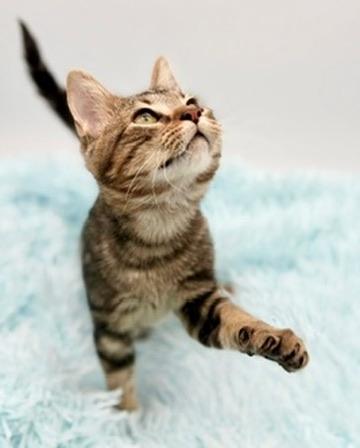 Enlarge Driftwood, a Adoptable mixed breed in Covington, LA image 6/6