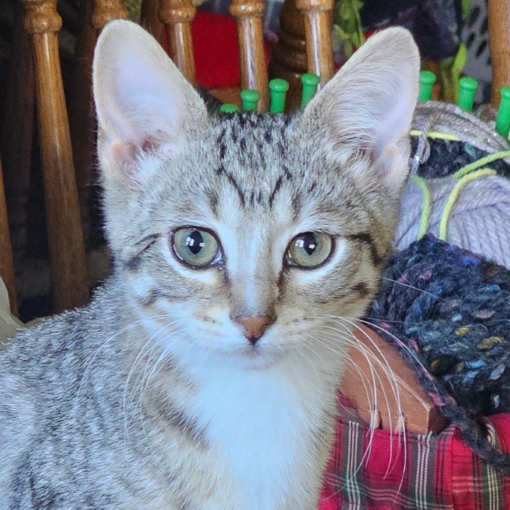 Enlarge Avocado, a Adoptable Domestic Short Hair in Grinnell, IA image 1/3