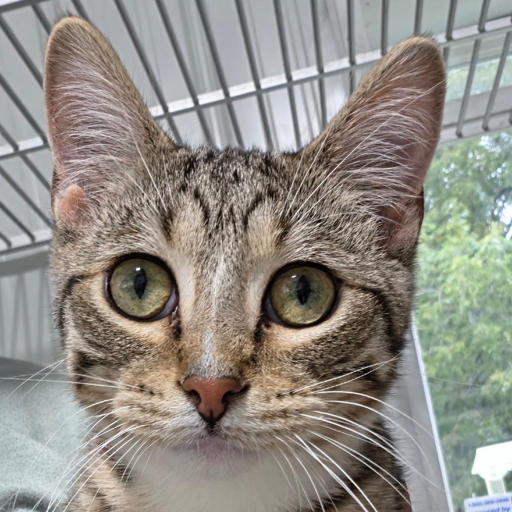 Enlarge Avocado, a Adoptable Domestic Short Hair in Grinnell, IA image 2/4