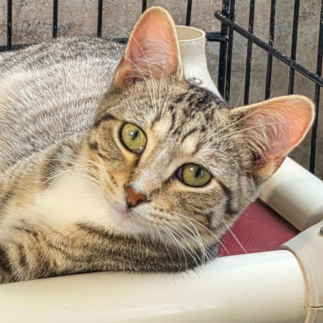 Enlarge Avocado, a Adoptable Domestic Short Hair in Grinnell, IA image 2/3