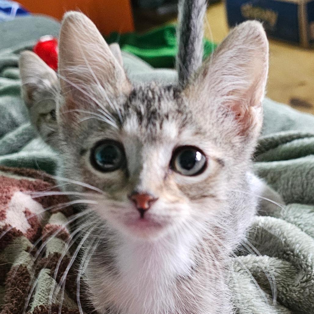 Enlarge Avocado, a Adoptable Domestic Short Hair in Grinnell, IA image 3/3