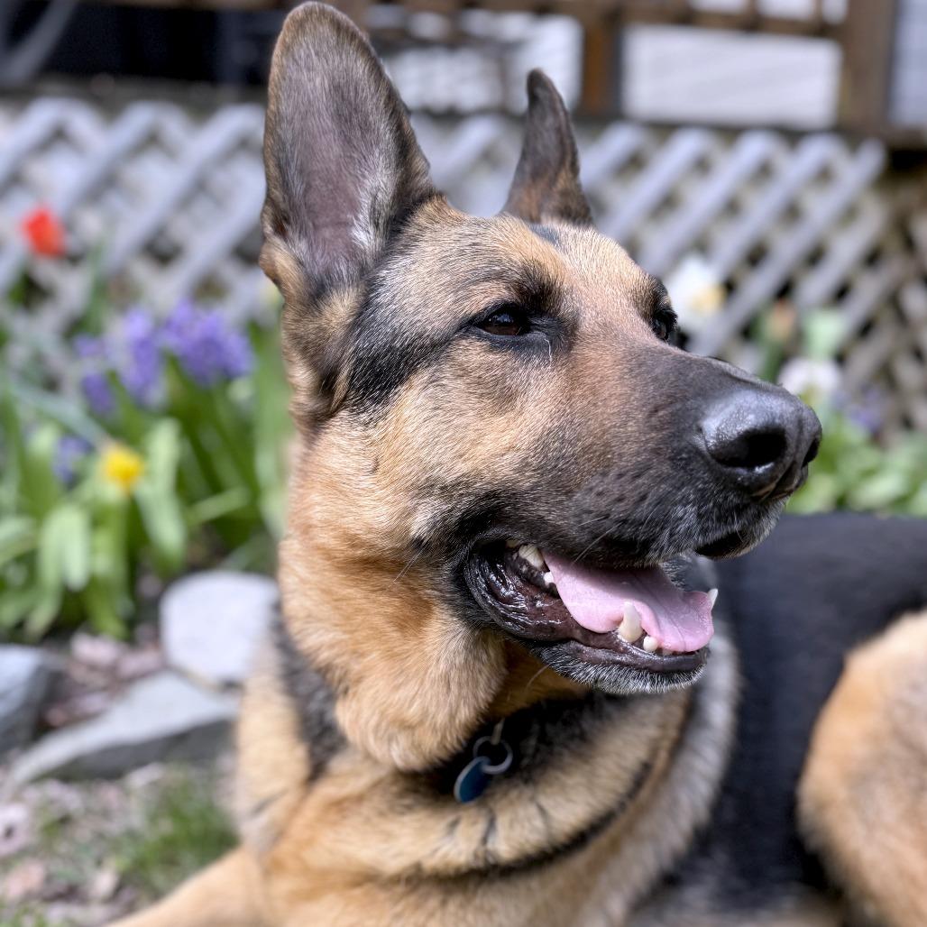 Enlarge Floki, a Adoptable German Shepherd Dog in South Burlington, VT image 2/5