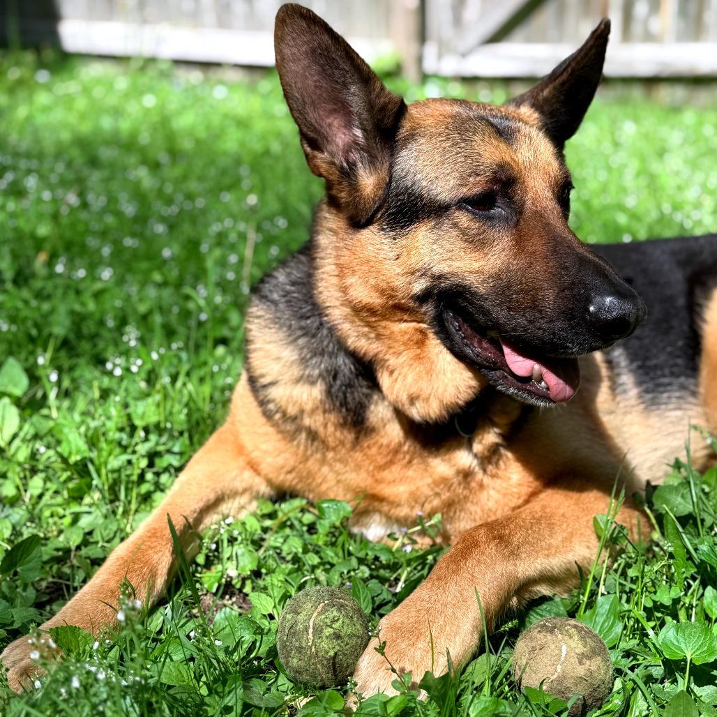 Enlarge Floki, a Adoptable German Shepherd Dog in South Burlington, VT image 3/5