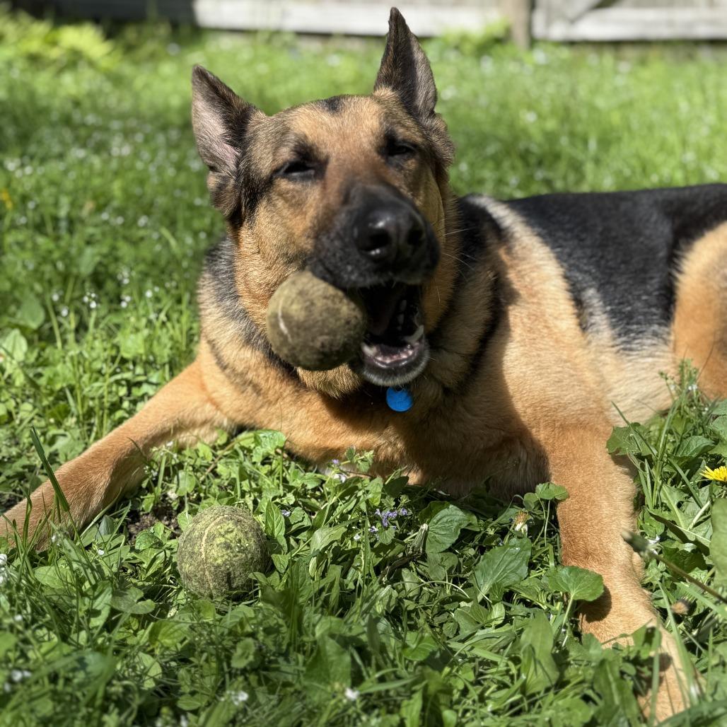Enlarge Floki, a Adoptable German Shepherd Dog in South Burlington, VT image 4/5