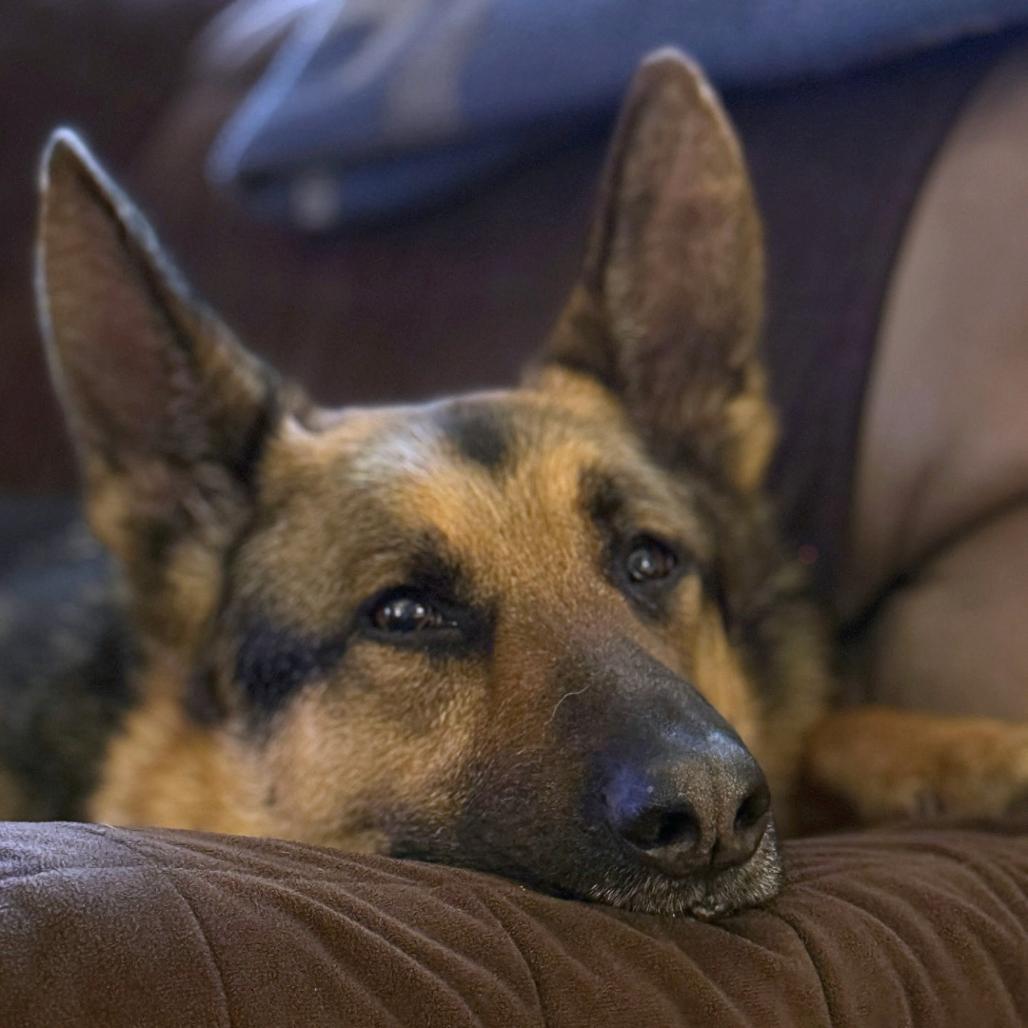 Enlarge Floki, a Adoptable German Shepherd Dog in South Burlington, VT image 5/5