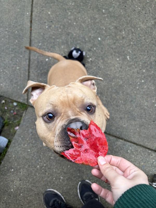 Enlarge Rupert, a Adoptable mixed breed in Comox, BC image 1/1