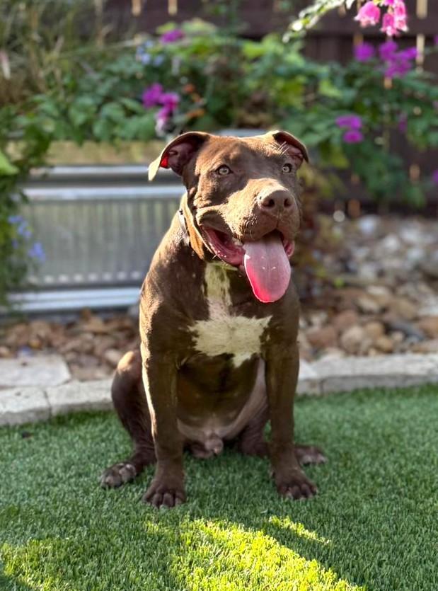 Enlarge Chopper, a ADOPTABLE mixed breed in Southport, CT image 2/6