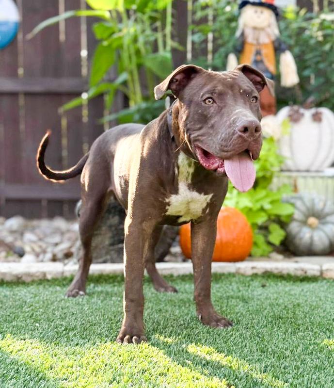 Enlarge Chopper, a ADOPTABLE mixed breed in Southport, CT image 3/6