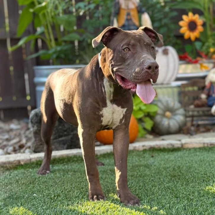 Chopper, ADOPTABLE, Young Male Terrier & American Staffordshire Terrier.