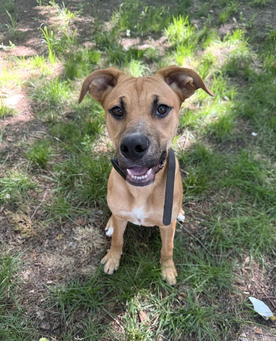 Enlarge Poppy, a Adoptable mixed breed in Arlington Heights, IL image 6/6