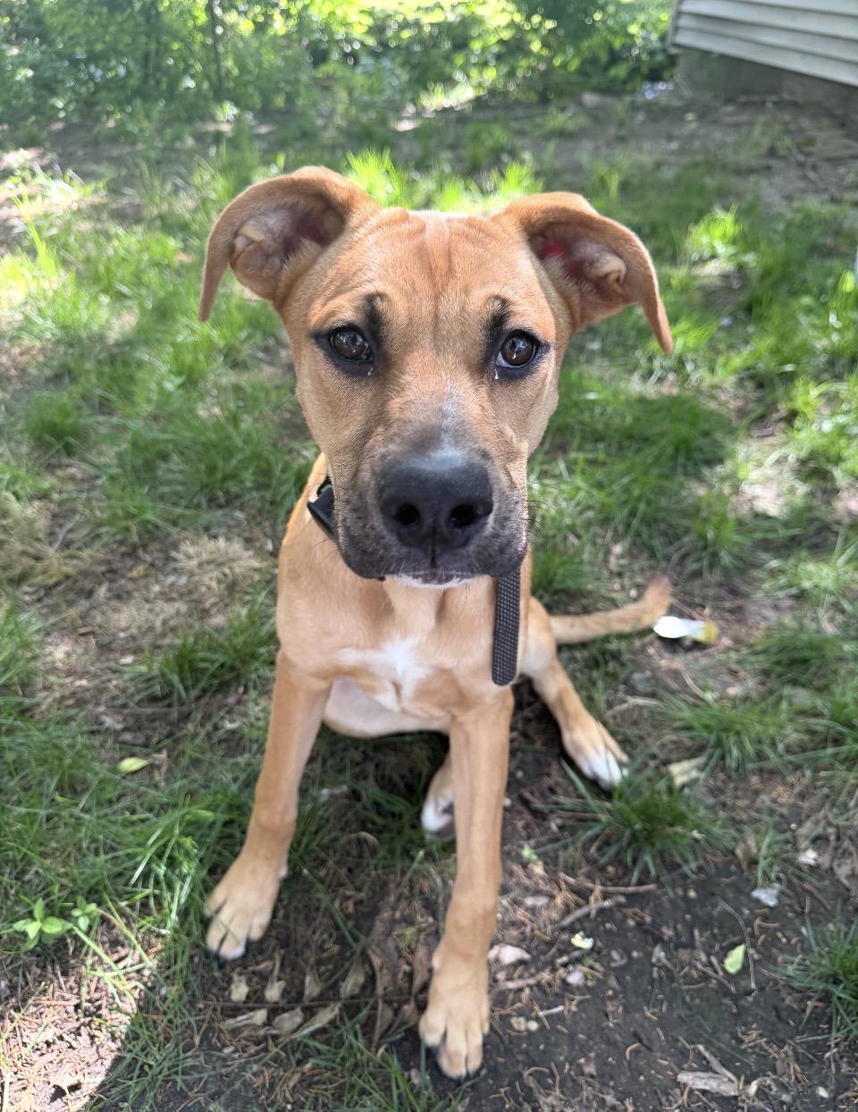 Poppy, Adoptable, Young Female Boxer & Labrador Retriever.