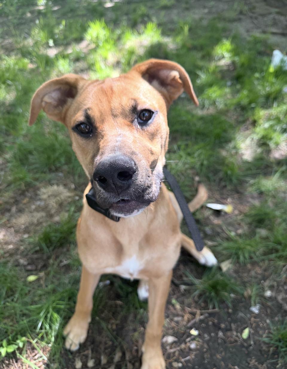 Enlarge Poppy, a Adoptable mixed breed in Arlington Heights, IL image 4/6