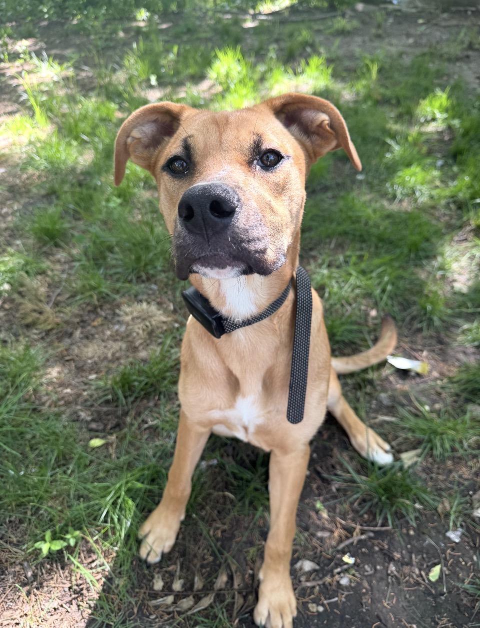 Enlarge Poppy, a Adoptable mixed breed in Arlington Heights, IL image 3/6