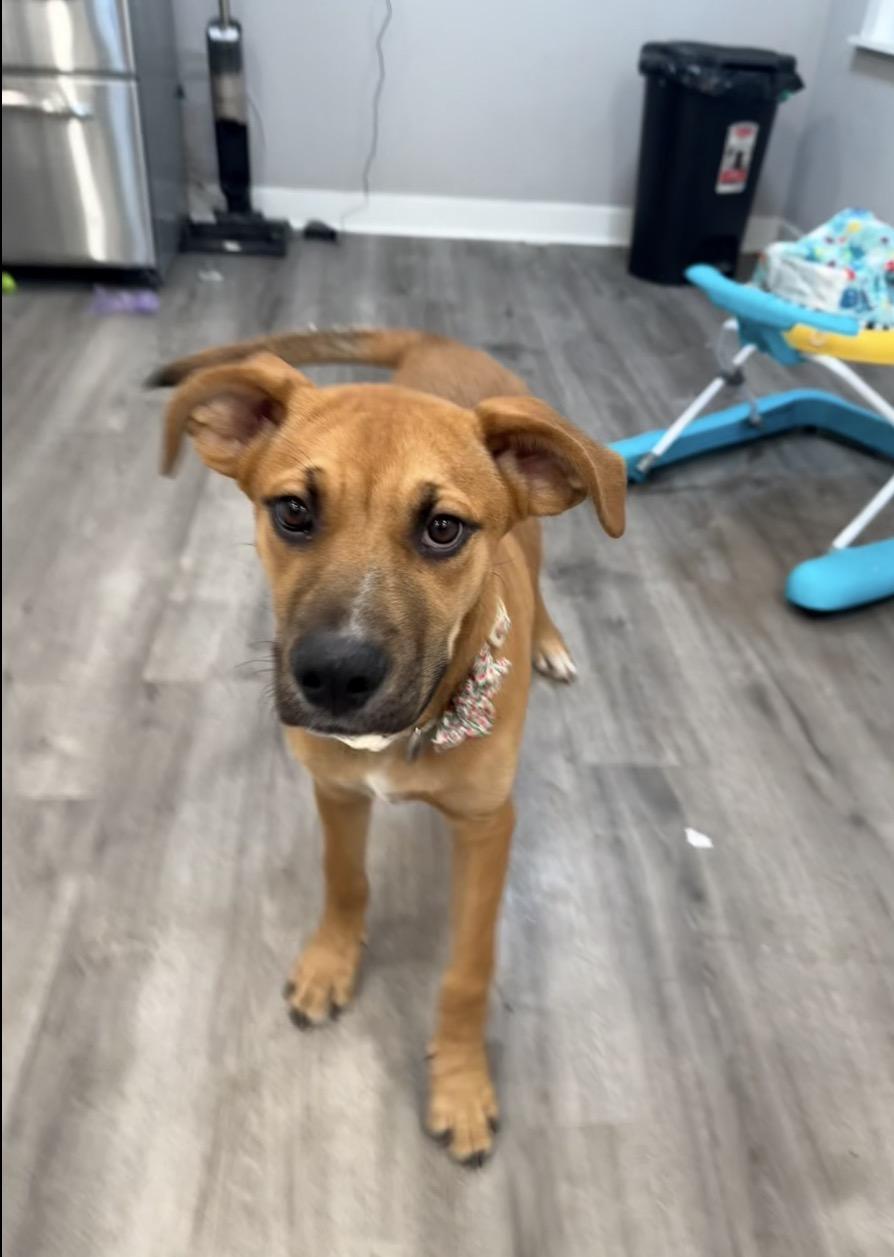 Enlarge Poppy, a Adoptable mixed breed in Arlington Heights, IL image 5/6