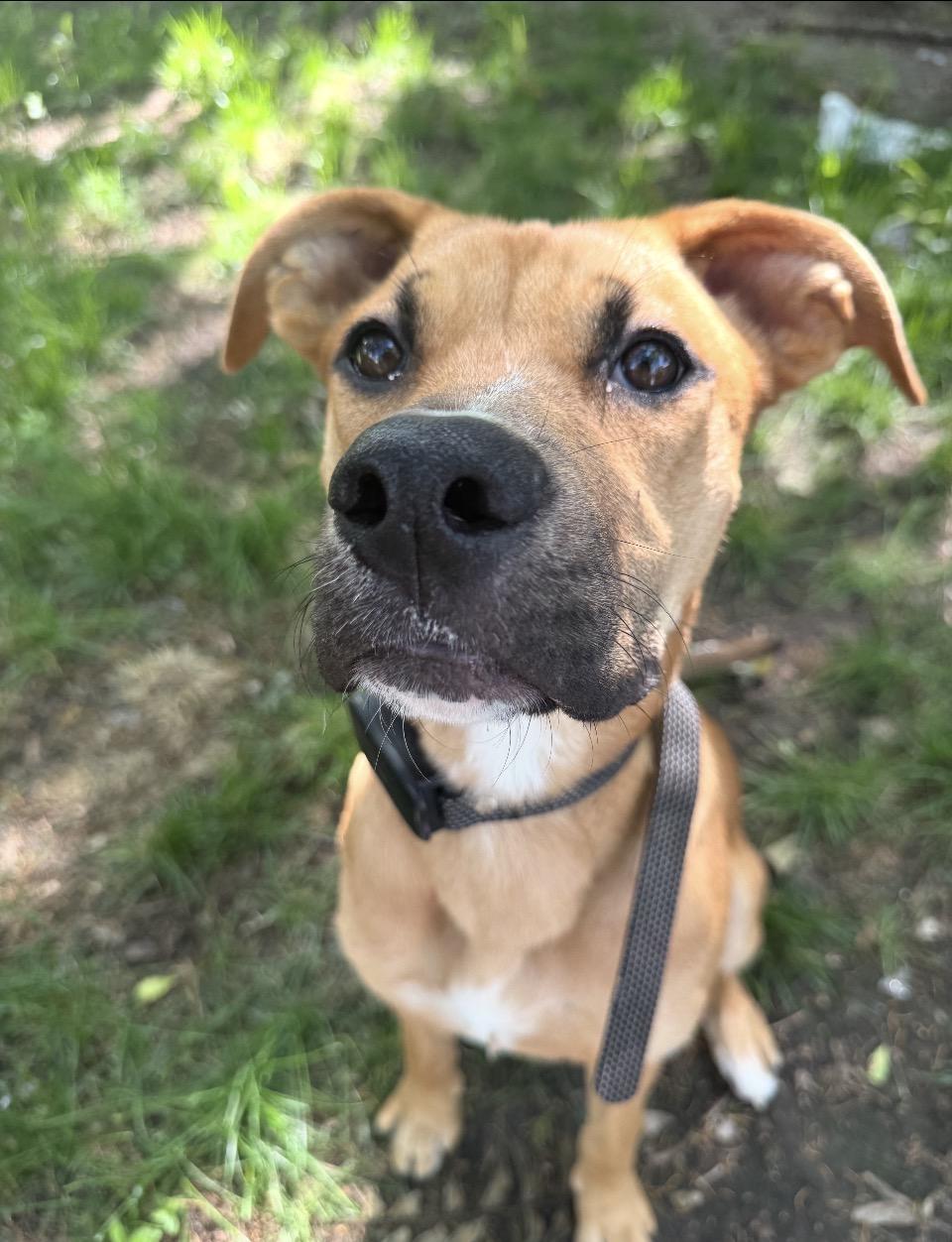 Enlarge Poppy, a Adoptable mixed breed in Arlington Heights, IL image 2/6