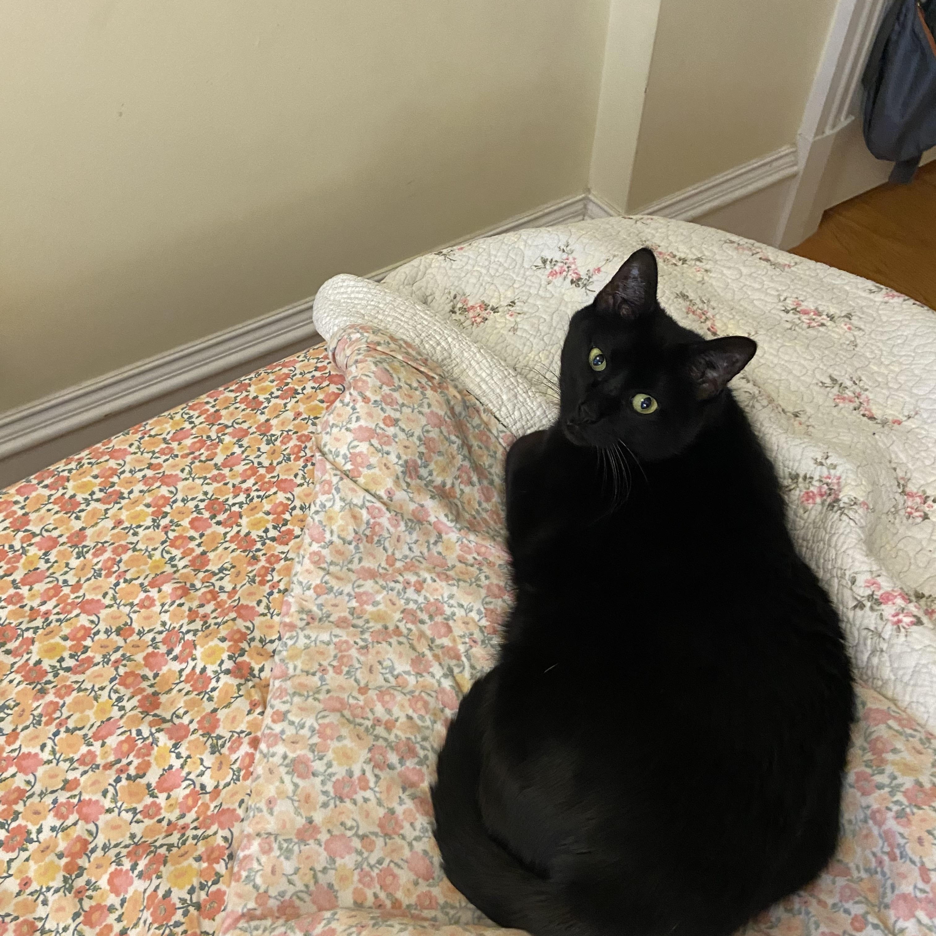 Enlarge Cotton, a ADOPTABLE Domestic Short Hair in Boston, MA image 6/6