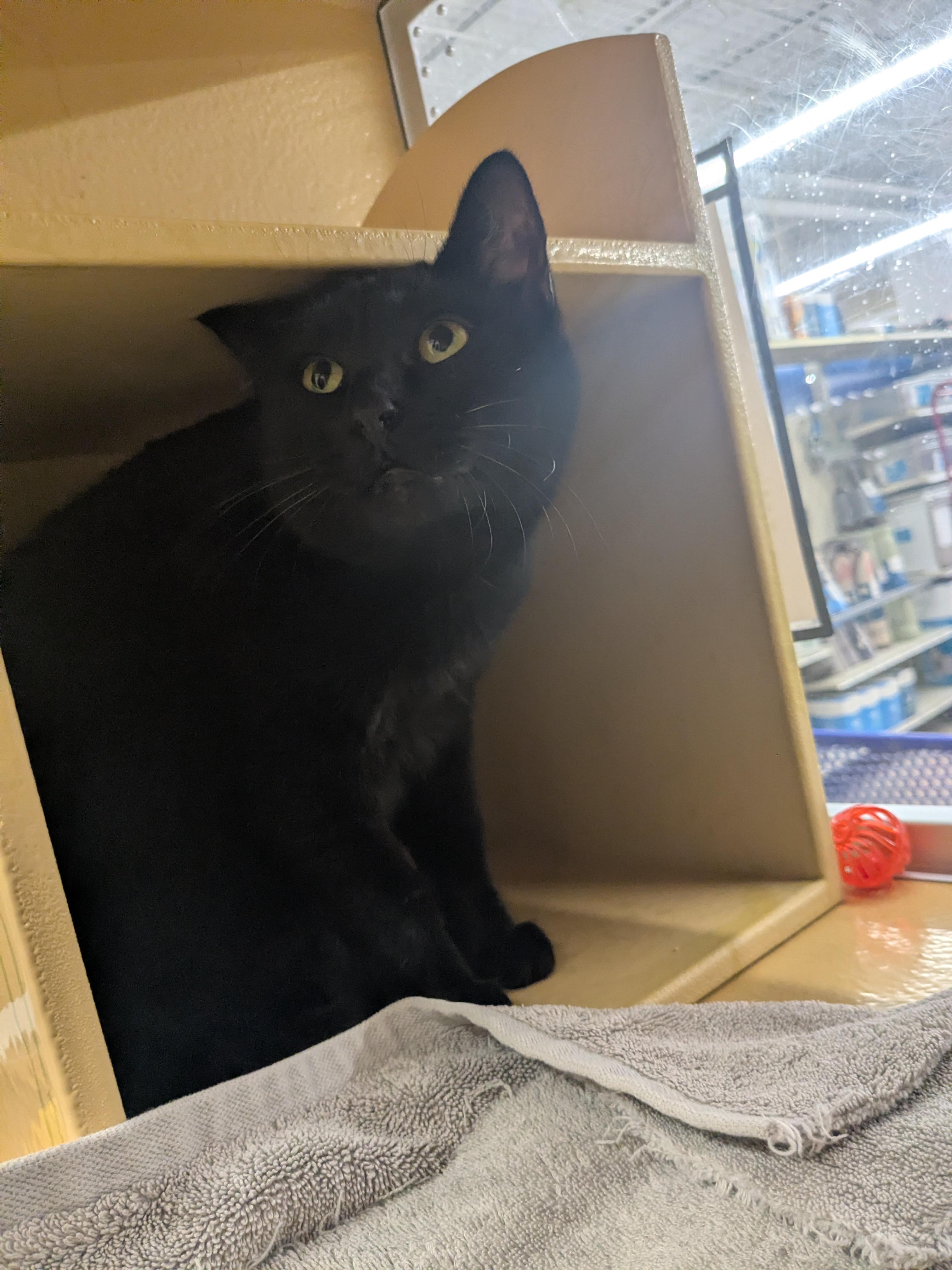 Enlarge Cotton, a ADOPTABLE Domestic Short Hair in Worcester, MA image 3/5