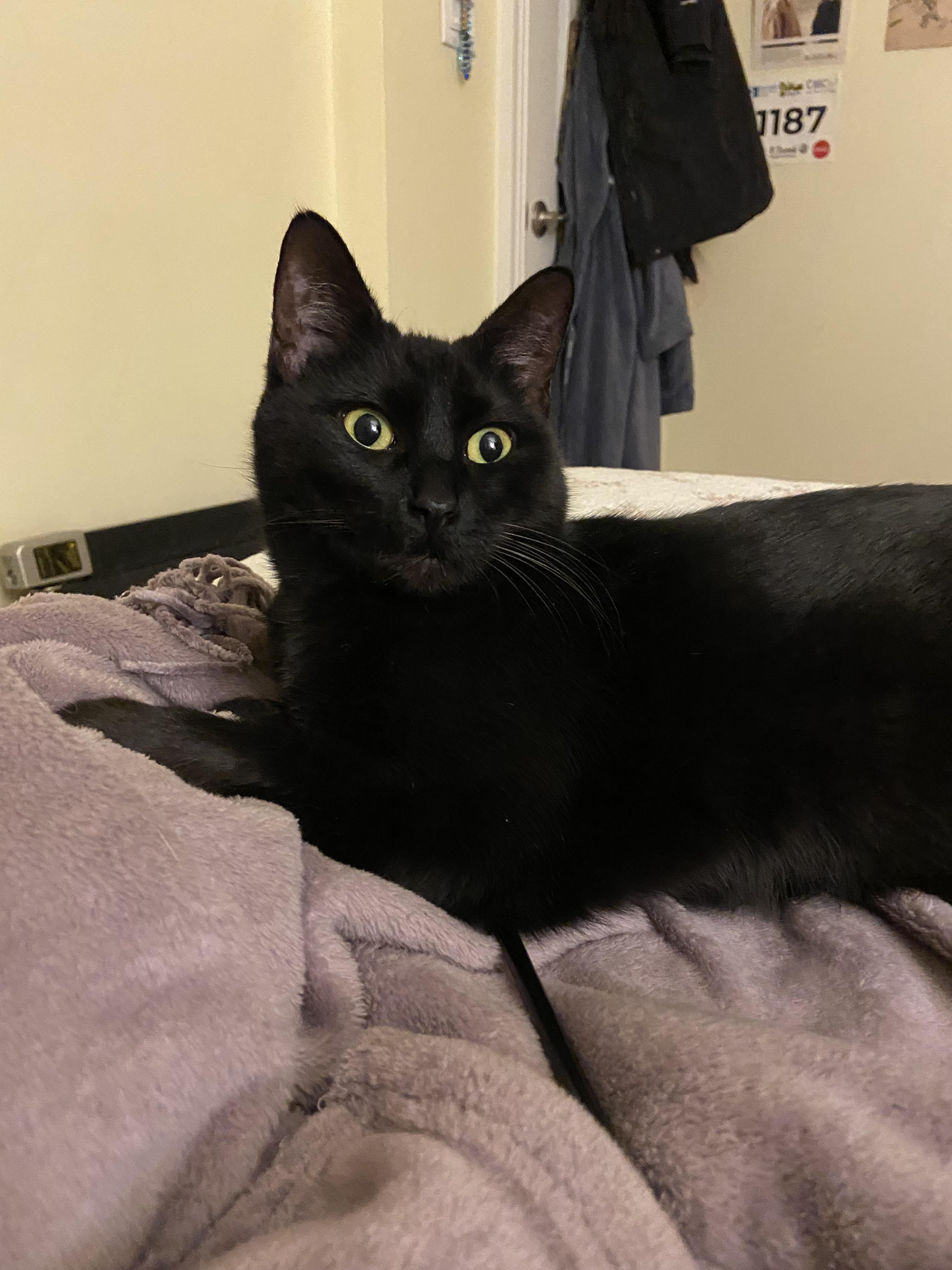 Cotton, ADOPTABLE, Young Female Domestic Short Hair.