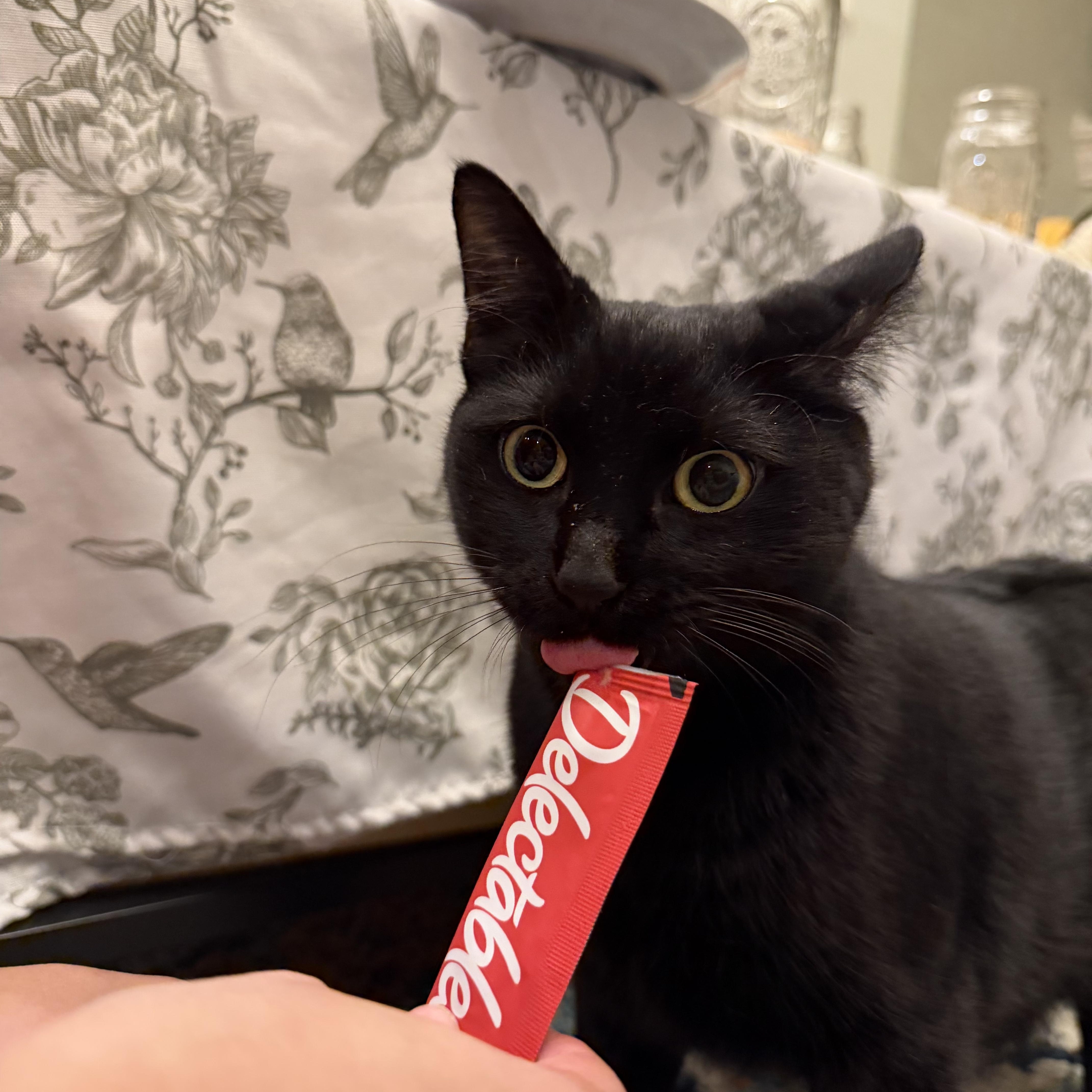 Enlarge Cotton, a ADOPTABLE Domestic Short Hair in Boston, MA image 1/6