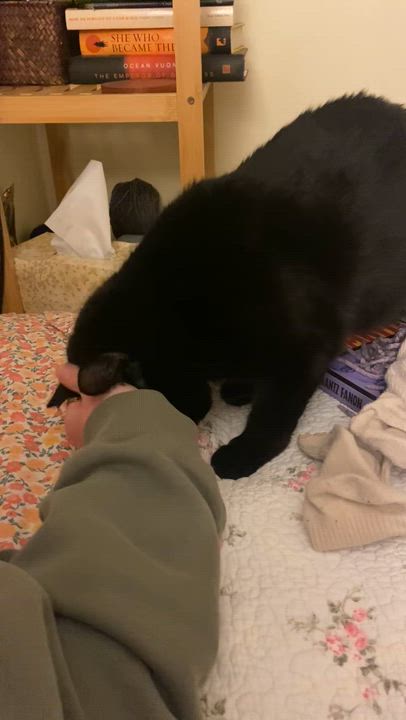 Enlarge Cotton, a ADOPTABLE Domestic Short Hair in Worcester, MA video 4/5