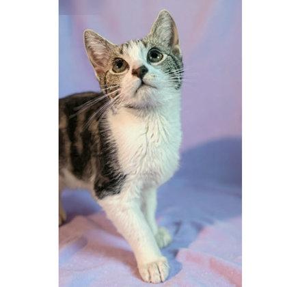 Enlarge Hazel Clarkson - adopt with Coconut, a Adoptable mixed breed in Hudson, MA image 2/3