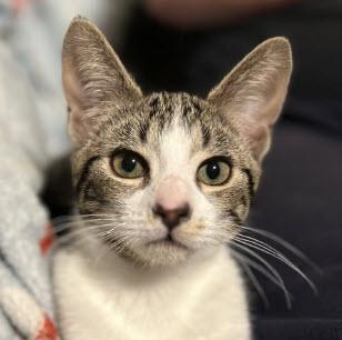 Enlarge Hazel Clarkson - adopt with Coconut, a Adoptable mixed breed in Hudson, MA image 3/3