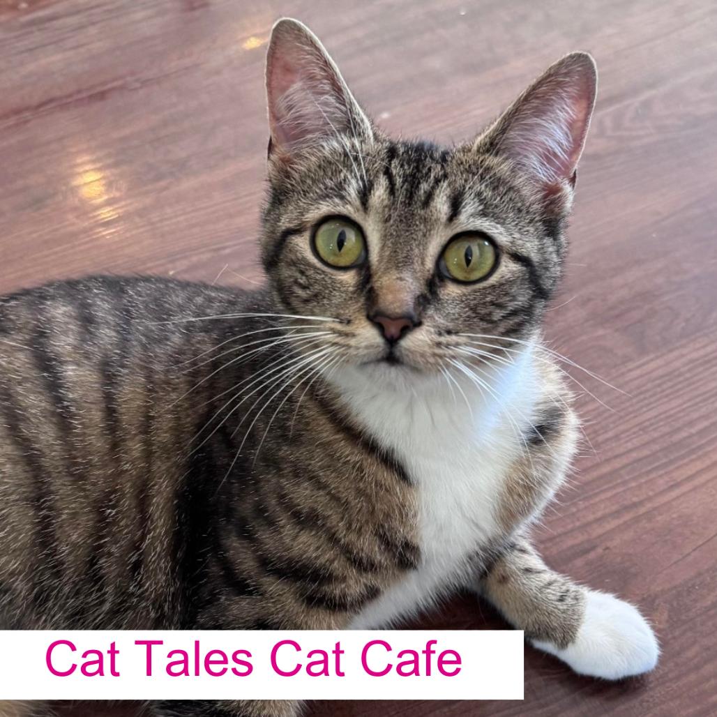 Enlarge Gladys, a Adoptable Domestic Short Hair in Chapel Hill, NC image 1/2