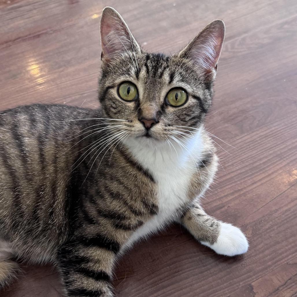Enlarge Gladys, a Adoptable Domestic Short Hair in Chapel Hill, NC image 2/2