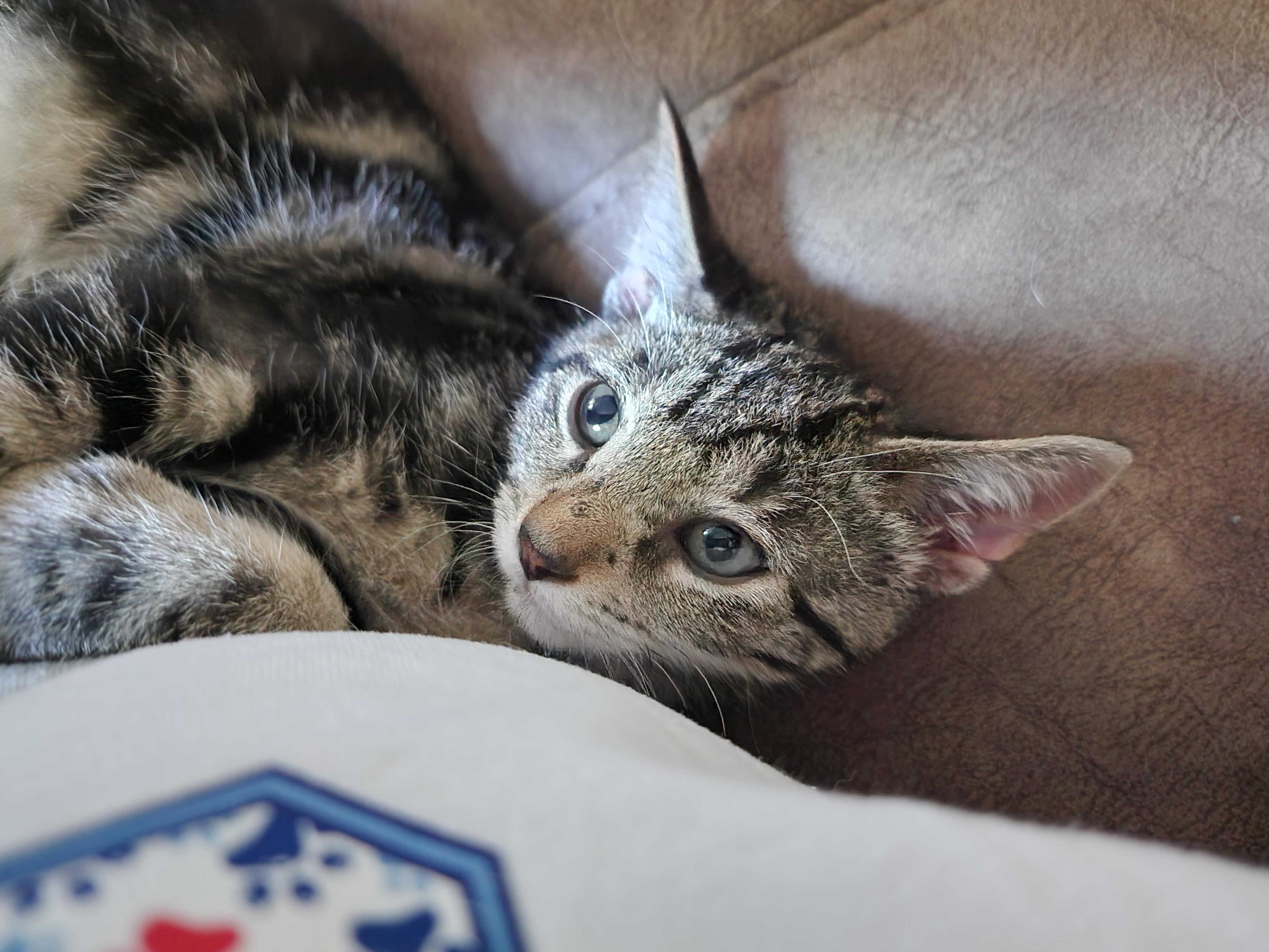 Dusty, an adopted mixed breed in Schenectady, NY image 2/5