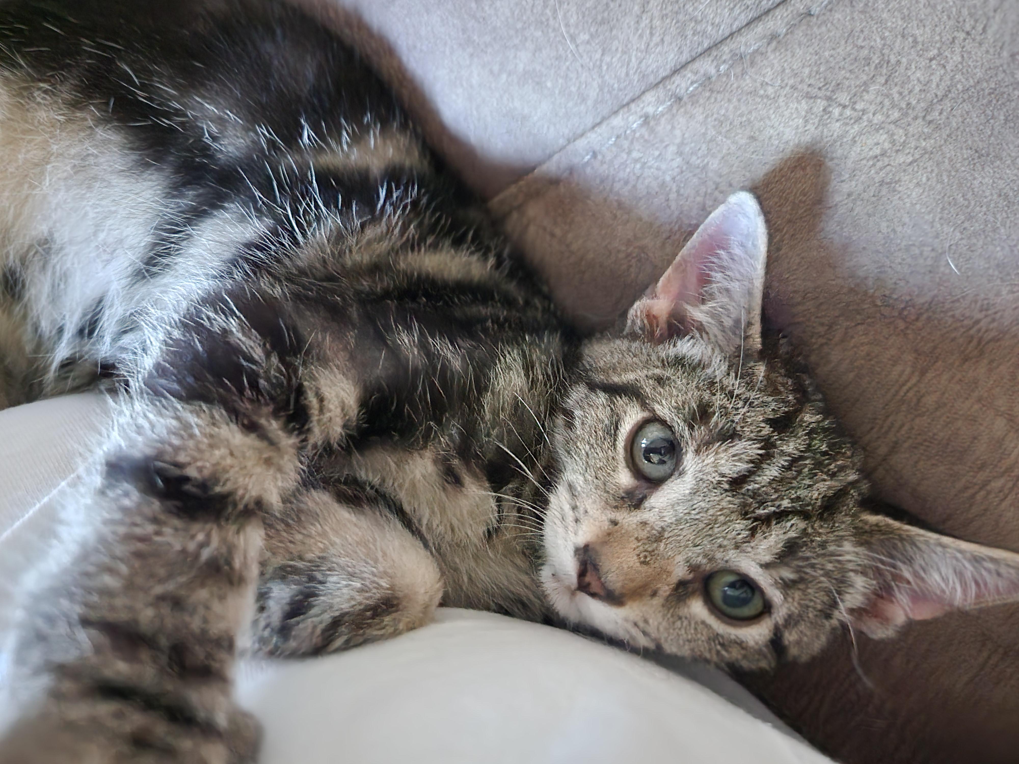 Dusty, adopted, Kitten Male Domestic Short Hair.