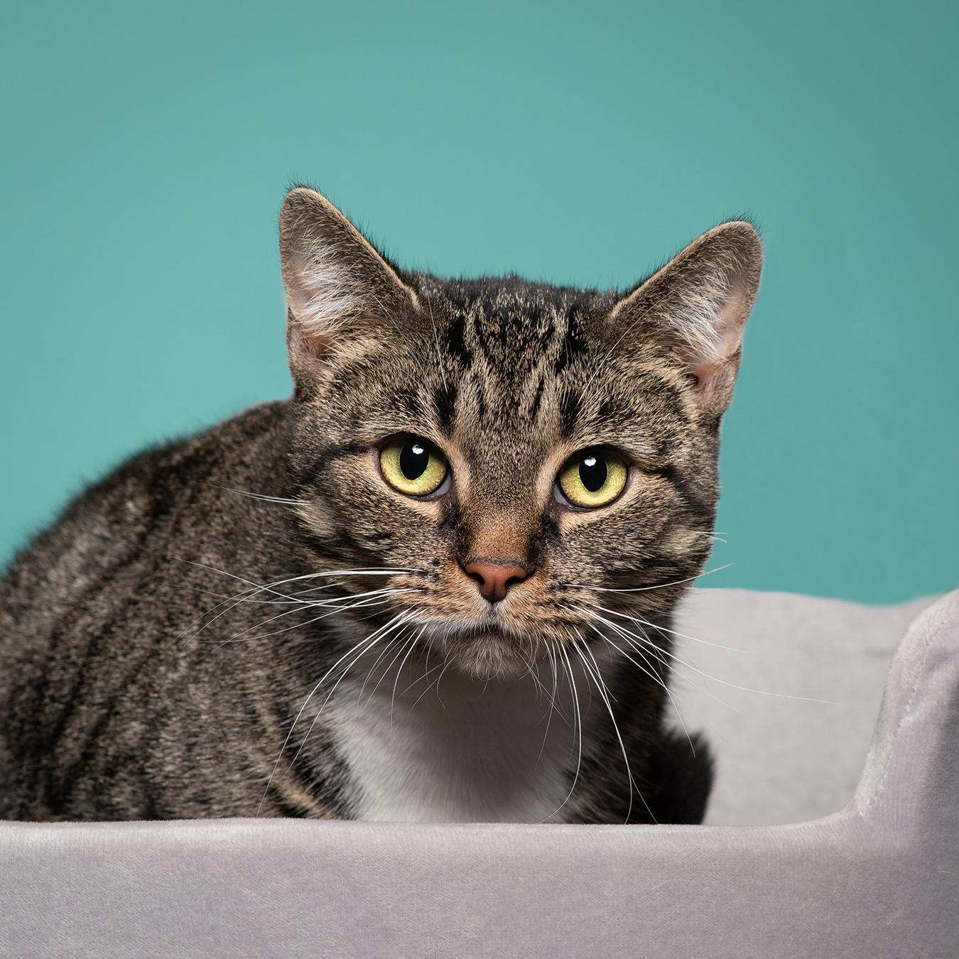Little Bird, a Adoptable Domestic Short Hair in West Jefferson, OH image 6/6