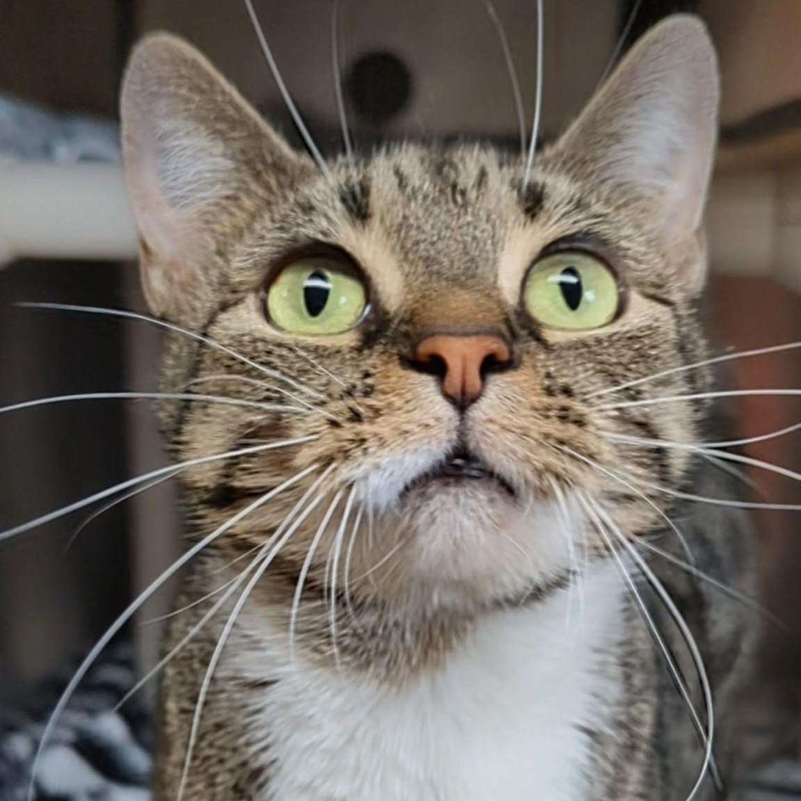 Little Bird, Adoptable, Adult Female Domestic Short Hair.