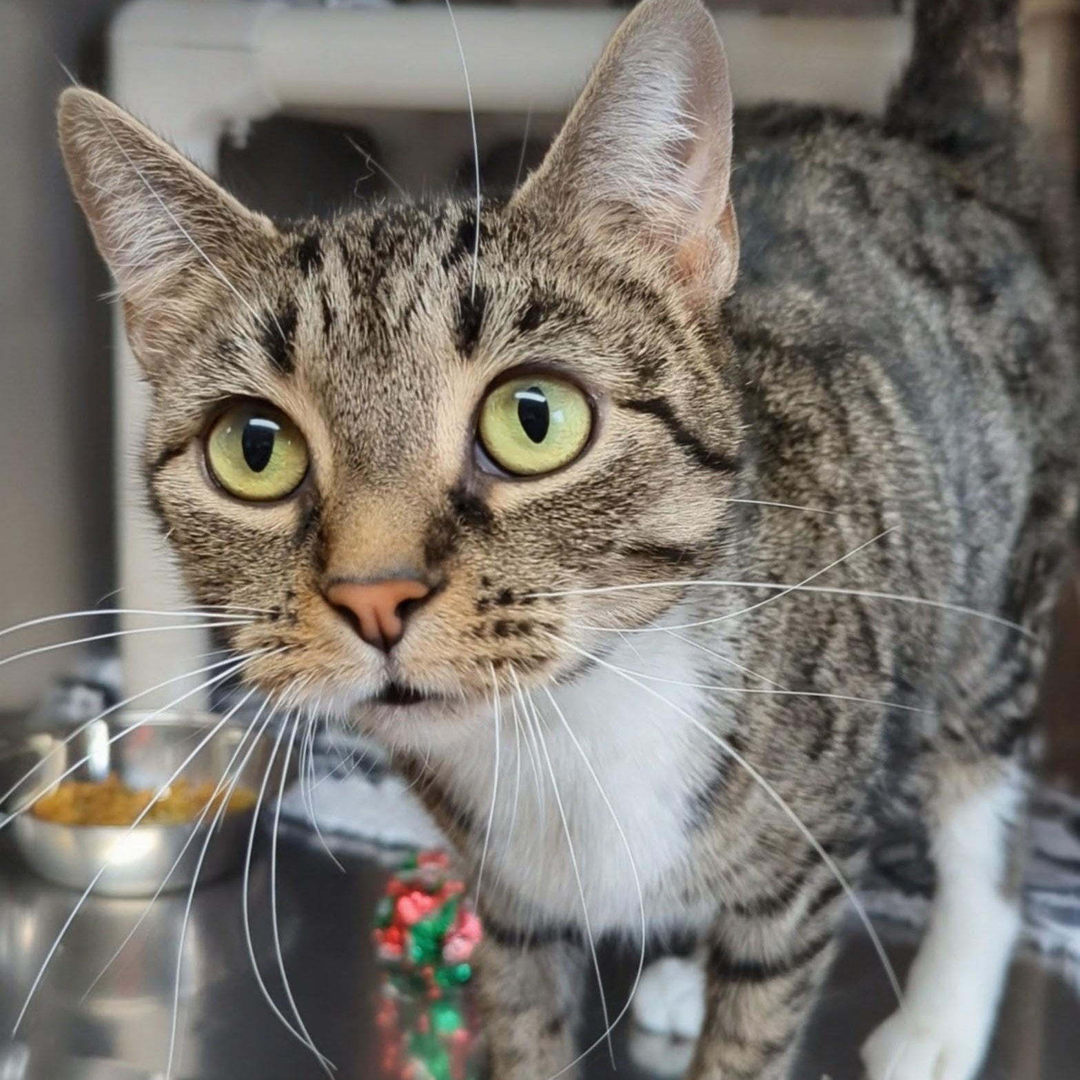 Little Bird, a Adoptable Domestic Short Hair in West Jefferson, OH image 4/6