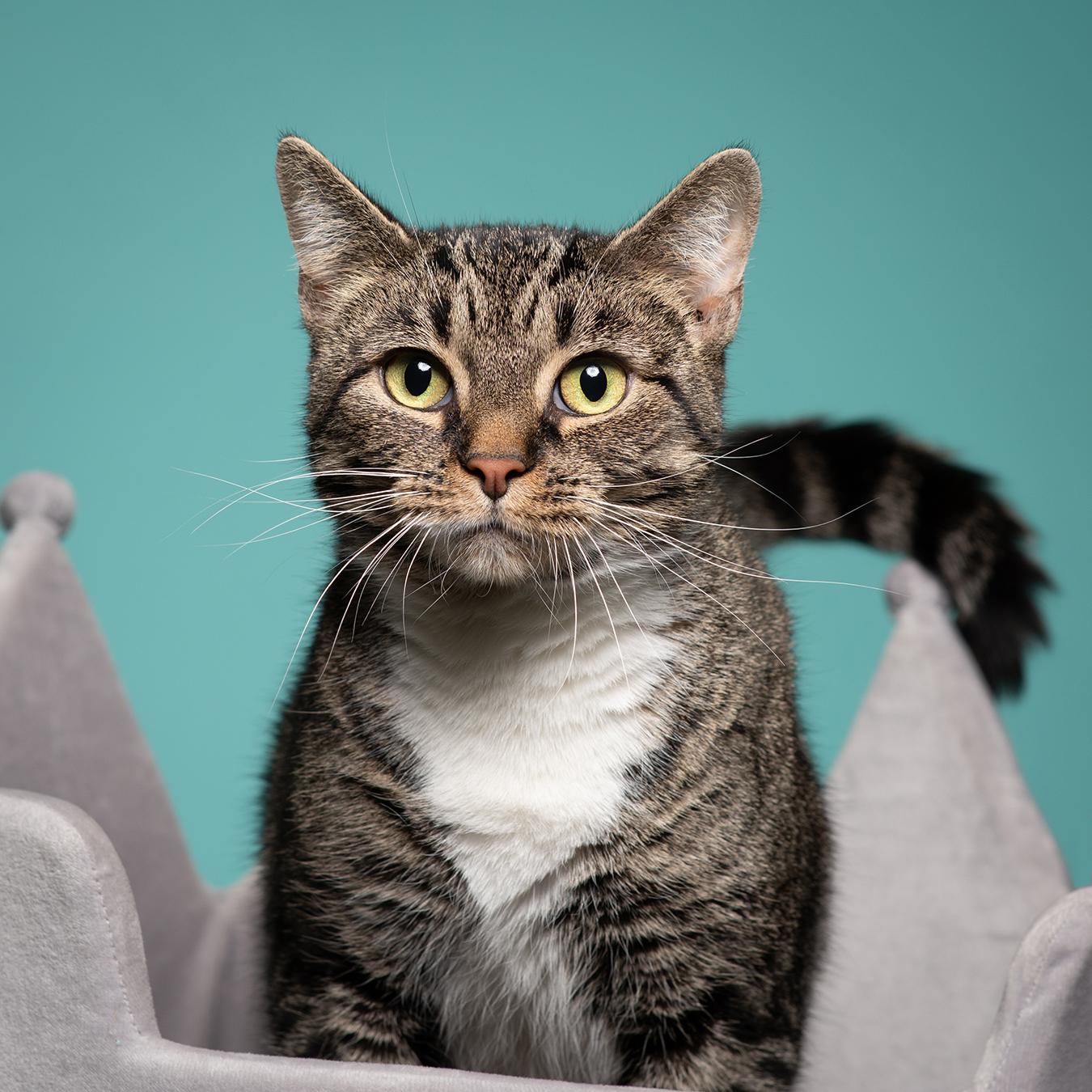 Little Bird, a Adoptable Domestic Short Hair in West Jefferson, OH image 1/6