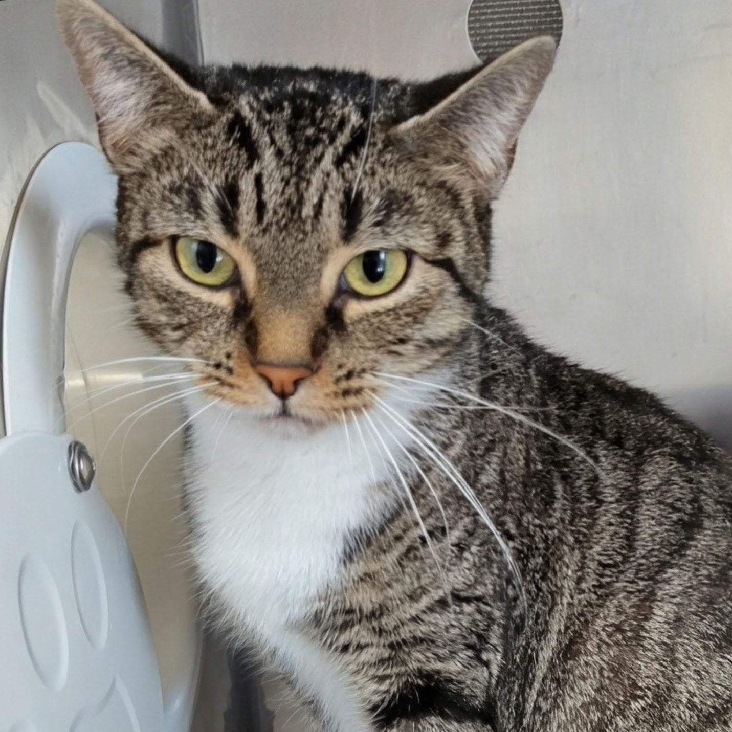 Little Bird, a Adoptable Domestic Short Hair in West Jefferson, OH image 3/6