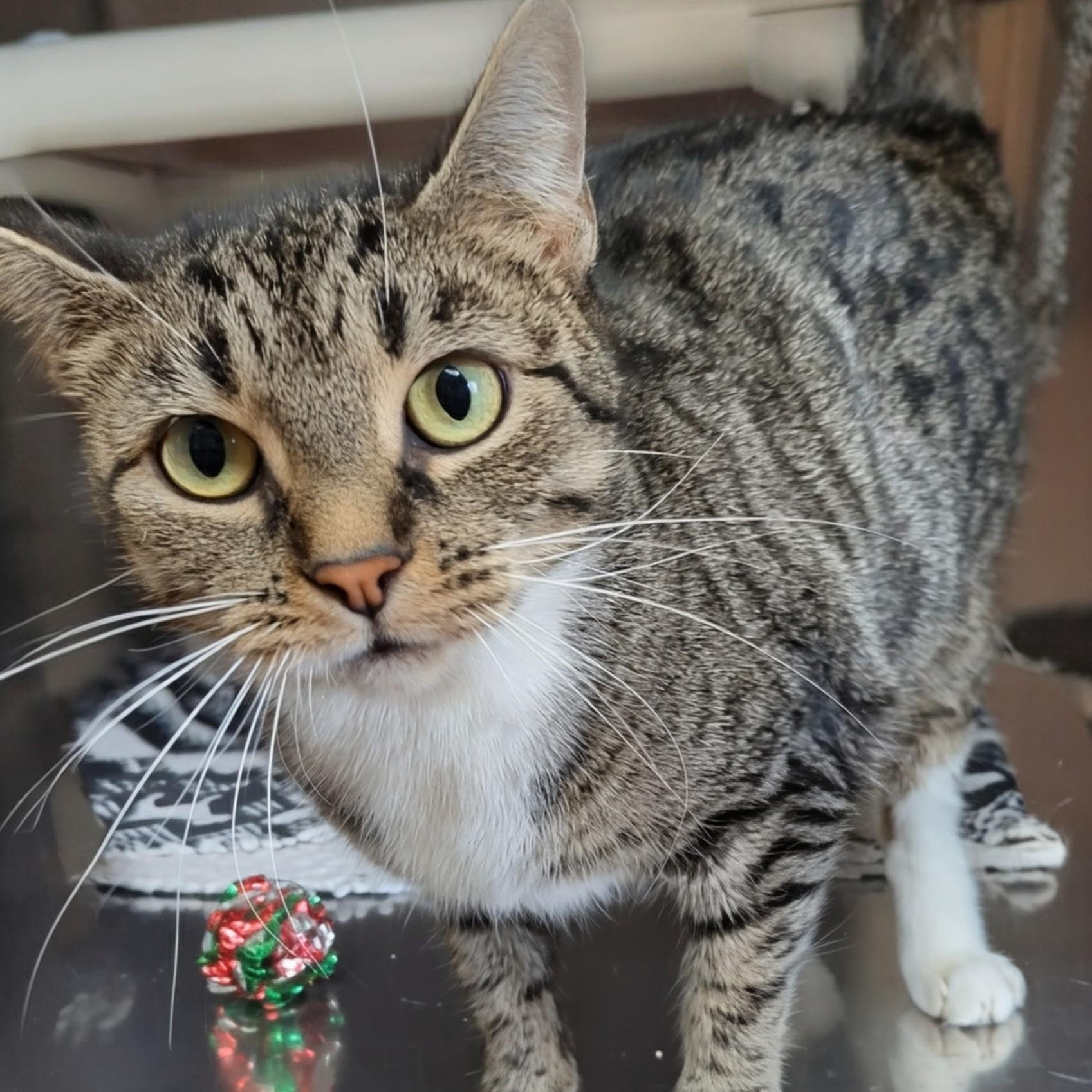 Little Bird, a Adoptable Domestic Short Hair in West Jefferson, OH image 6/6