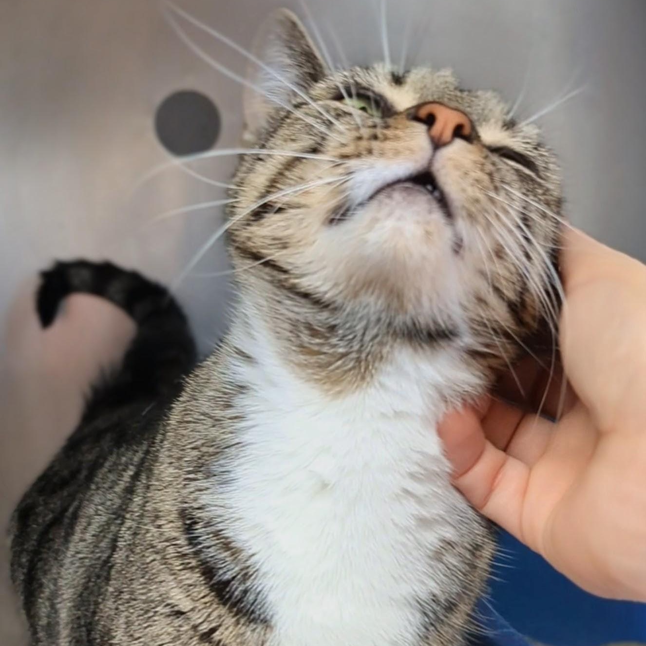 Little Bird, a Adoptable Domestic Short Hair in West Jefferson, OH image 5/6