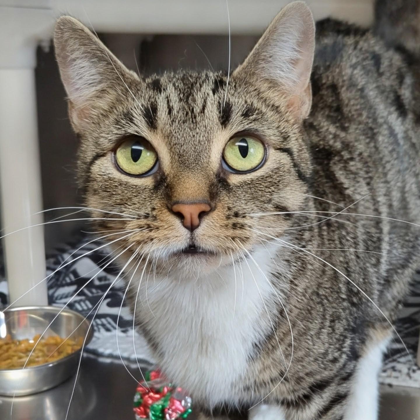 Little Bird, a Adoptable Domestic Short Hair in West Jefferson, OH image 2/6