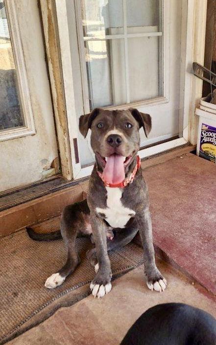 Enlarge Jaxx, a Adoptable mixed breed in Phoenix, AZ image 1/3