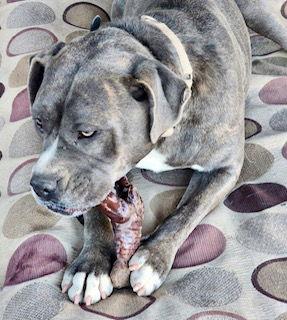 Enlarge Jaxx, a Adoptable mixed breed in Phoenix, AZ image 2/3