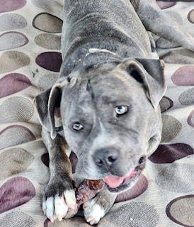 Enlarge Jaxx, a Adoptable mixed breed in Phoenix, AZ image 3/3