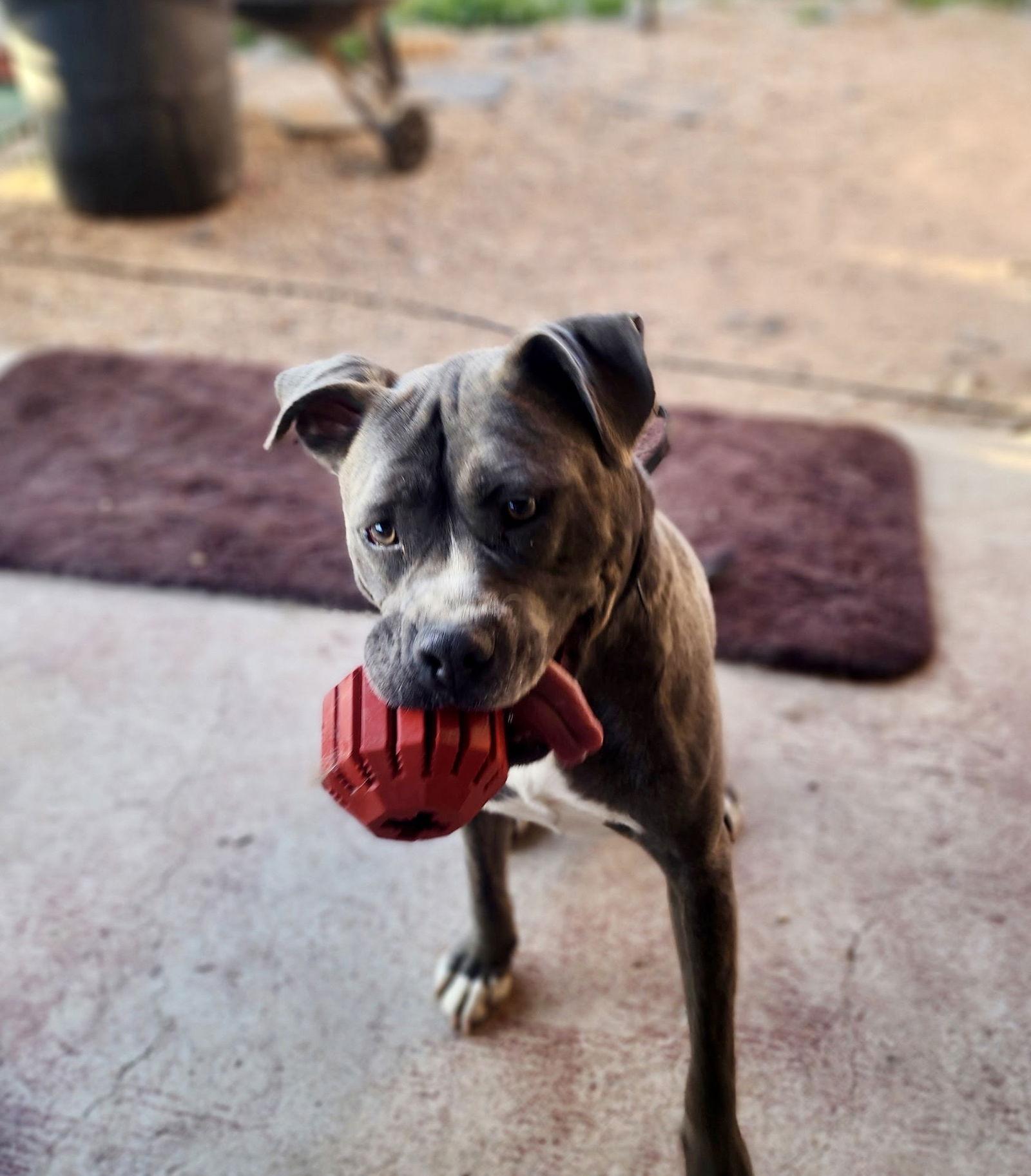 Jaxx, a Adoptable mixed breed in Phoenix, AZ image 3/3
