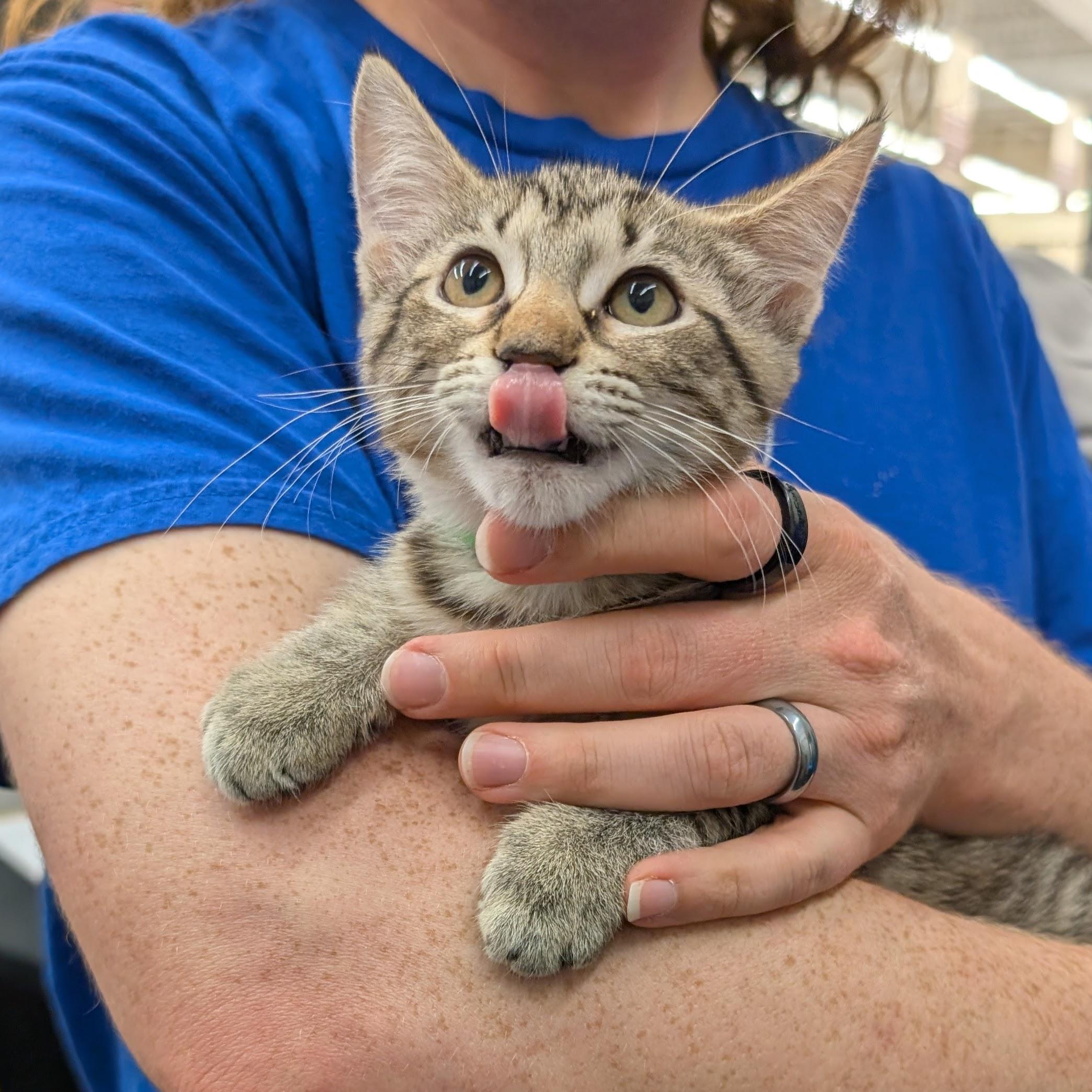 Enlarge Hero, a Adoptable Domestic Short Hair in Grayslake, IL image 2/3