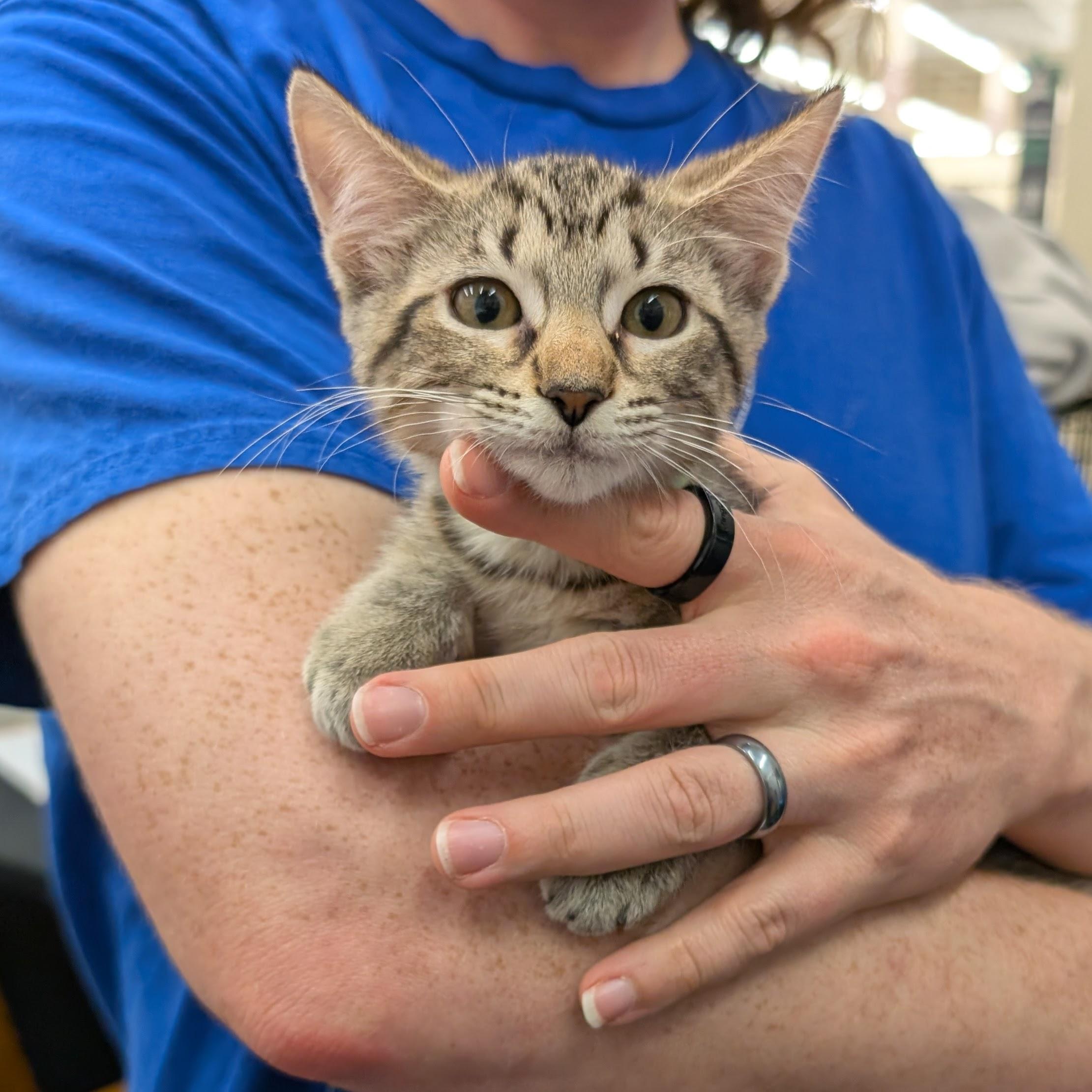 Enlarge Hero, a Adoptable Domestic Short Hair in Grayslake, IL image 3/3