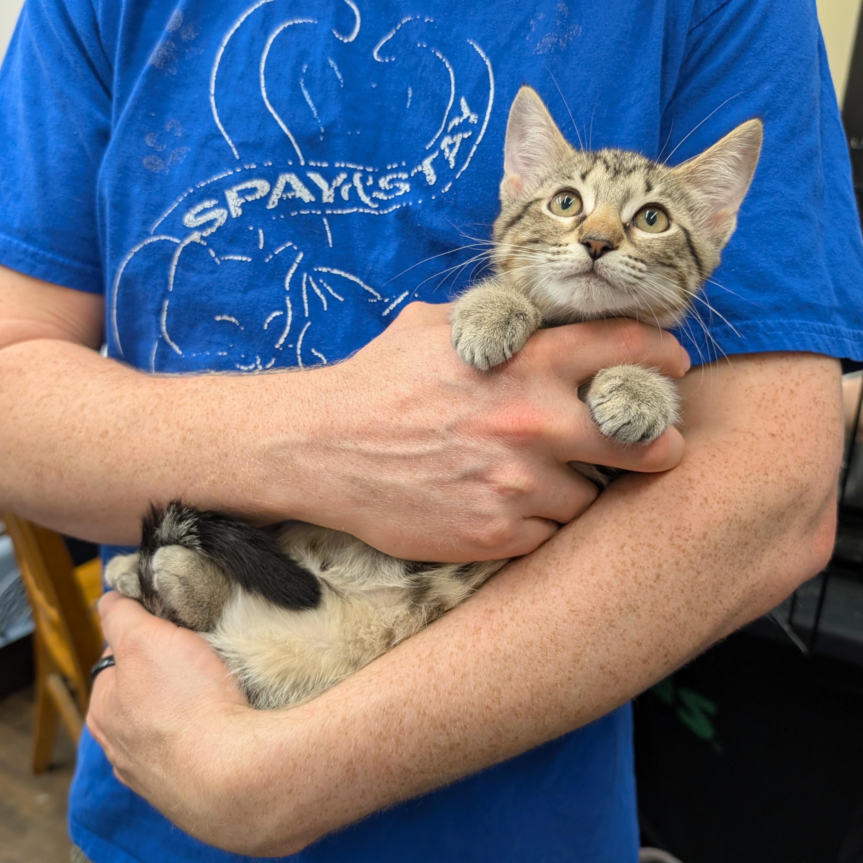 Hero, Adoptable, Kitten Female Domestic Short Hair.