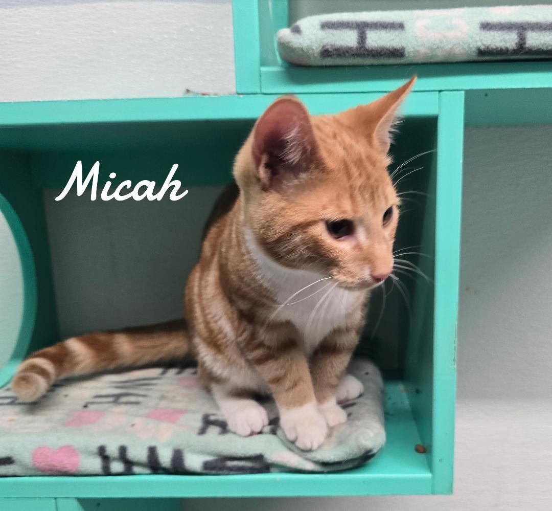 Micah2026, Adopted, Kitten Male Domestic Short Hair.